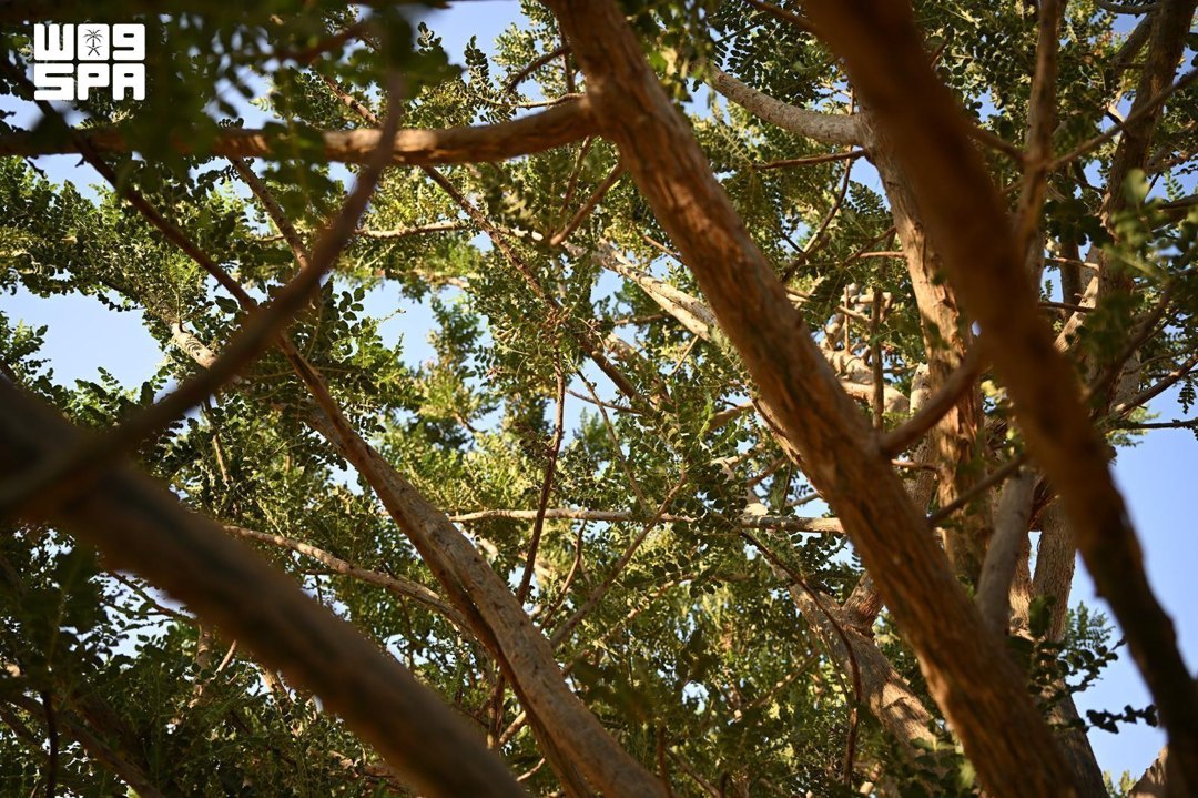 صورة ٨
