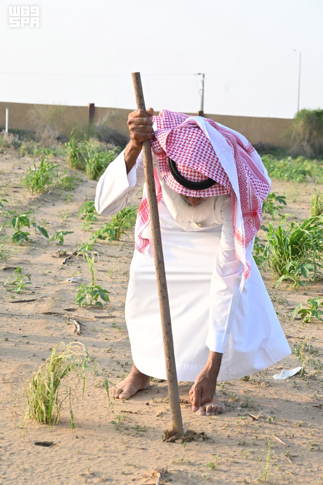 صورة ١٢