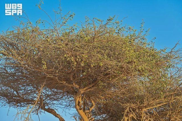 صورة ٢