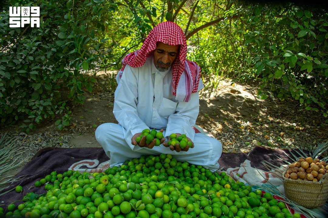 صورة ١٢