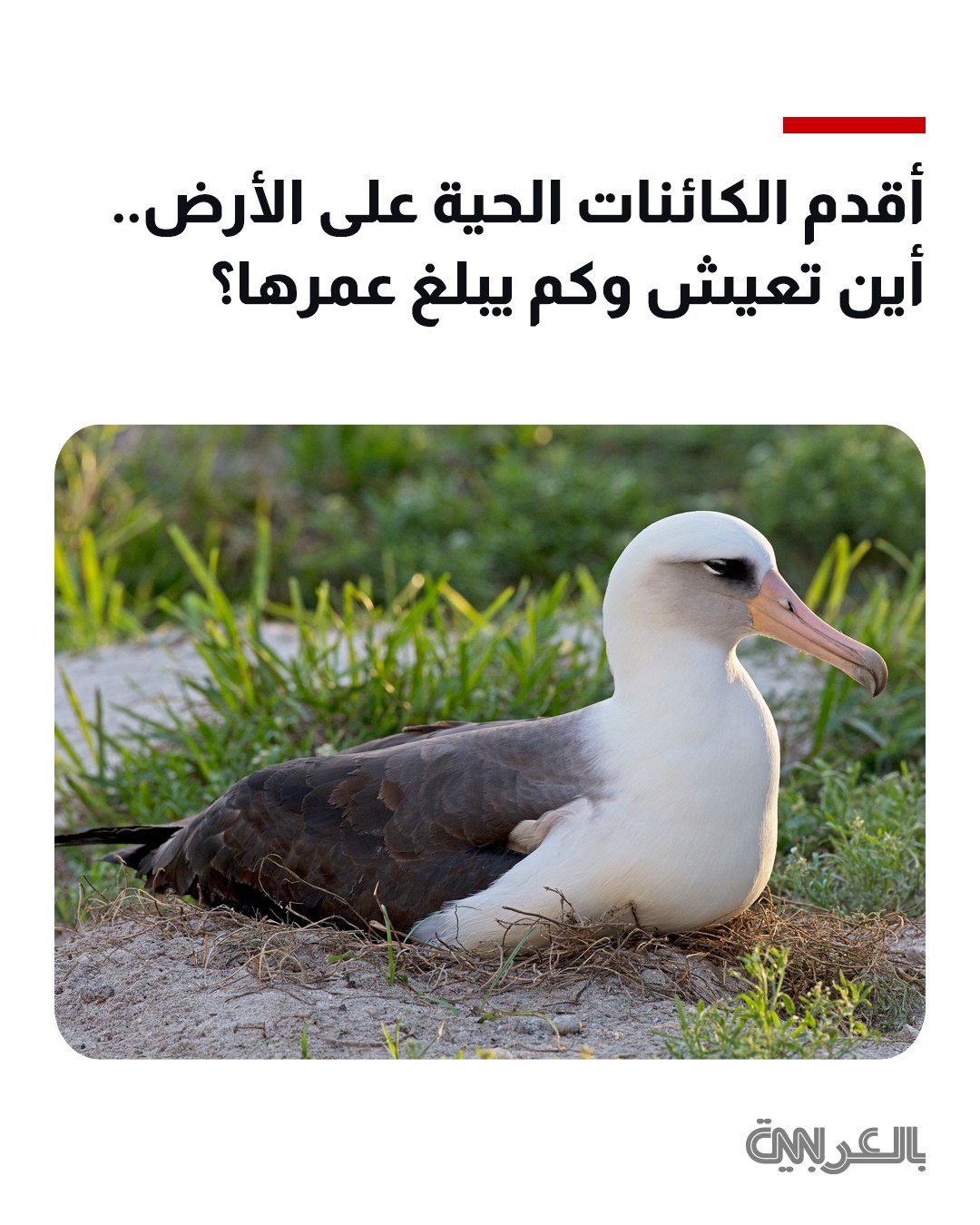 صورة ١٢