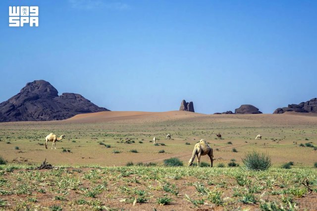صورة ٢