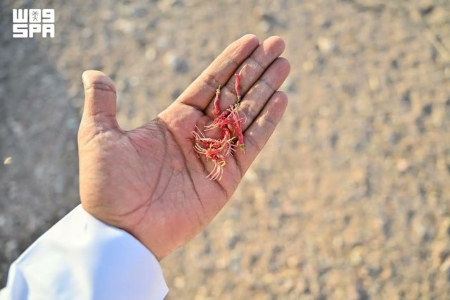 صورة ٣