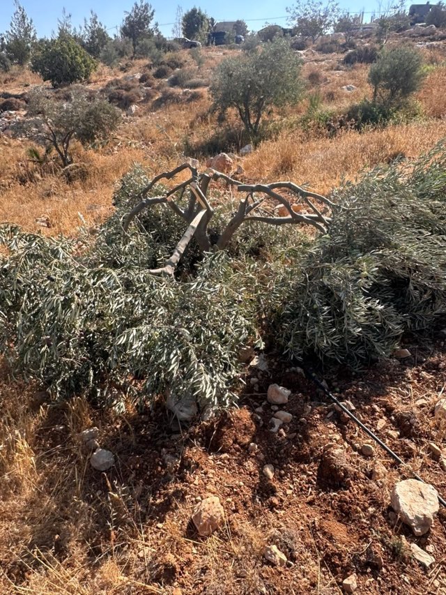 صورة ٢