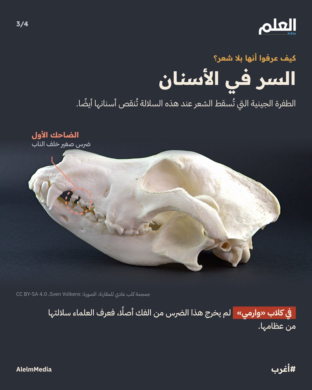 صورة ٢