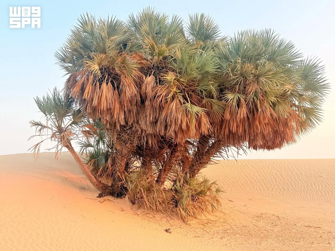 صورة ٢