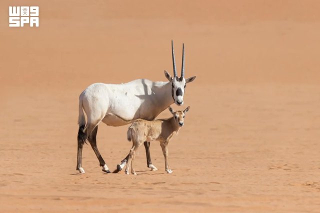 صورة ٤