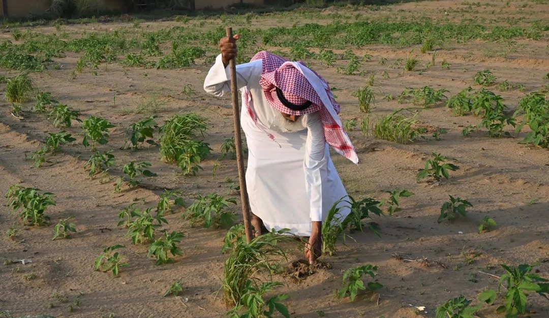 صورة ٢