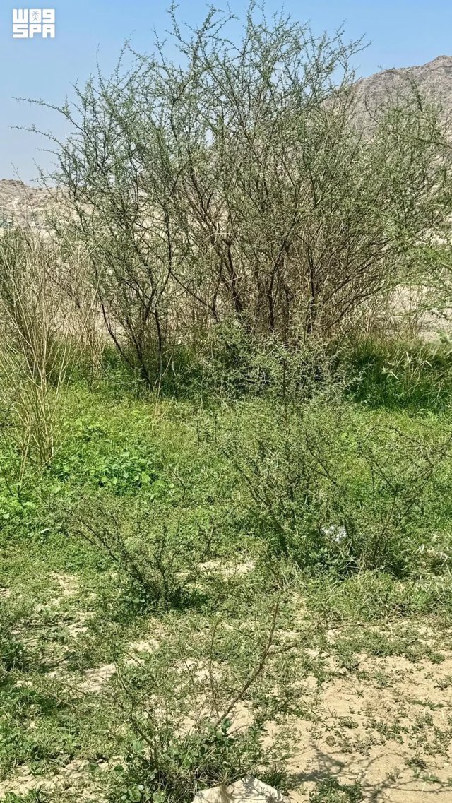 صورة ٣
