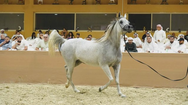 صورة ١٠