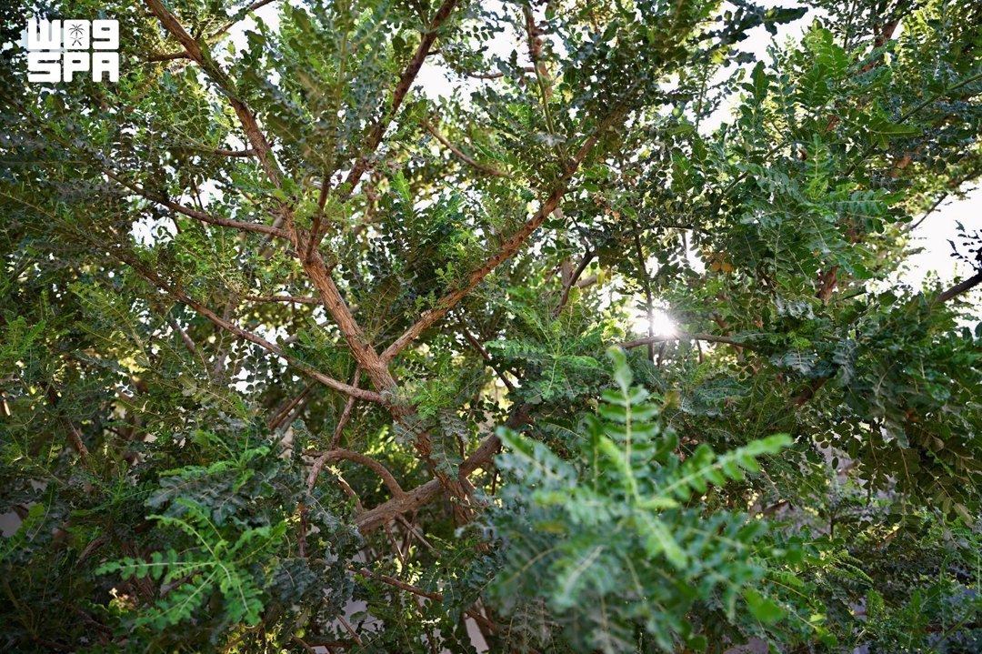 صورة ٦